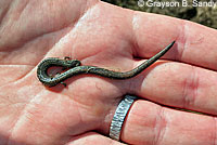 California Slender Salamander