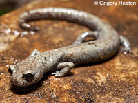 Inyo Mountains Slender Salamander