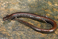 Hell Hollow Slender Salamander