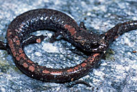 San Gabriel Mountains Slender Salamander