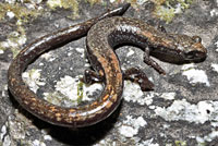 San Gabriel Mountains Slender Salamander