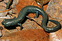 San Gabriel Mountains Slender Salamander