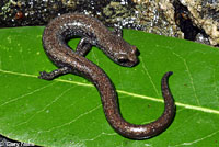 San Gabriel Mountains Slender Salamander