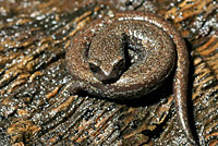 San Gabriel Mountains Slender Salamander