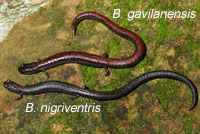 Gabilan Mountains Slender Salamander comparison