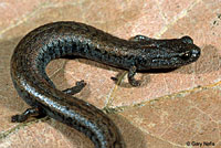 Gabilan Mountains Slender Salamander