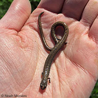 Gregarious Slender Salamander