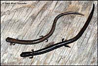 Greenhorn Mountains Slender Salamander comp