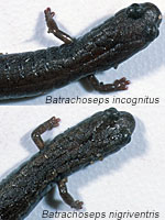 San Simeon Slender Salamander Comparison