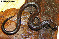 San Simeon Slender Salamander