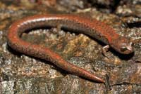 Santa Lucia Mountains Slender Salamander