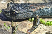 Lesser Slender Salamander