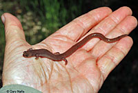 Garden Slender Salamander