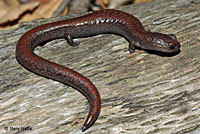 Garden Slender Salamander