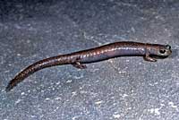 Garden Slender Salamander