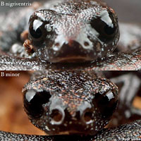 Lesser Slender Salamander comparison