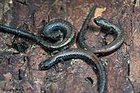 Black-bellied Slender Salamanders