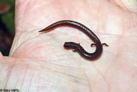 Black-bellied Slender Salamander