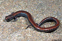 salamander