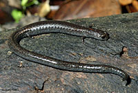 Black-bellied Slender Salamander