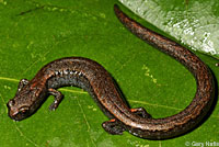 Kings River Slender Salamander