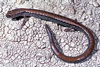 Greenhorn Mountains Slender Salamander