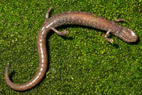 Fairview Slender Salamander