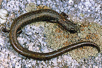 Kern Canyon Slender Salamander