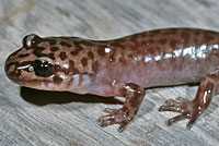 California Giant Salamander