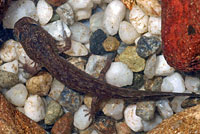 California Giant Salamander larva