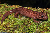 CA Giant Salamander