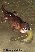 Nancy Gribler discovered this large adult California Giant Salamander eating a Banana Slug one night in her back yard. © Nancy Gribler