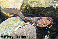 Coastal Giant Salamander larva