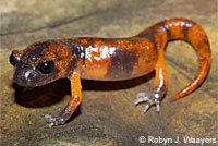 Large-blotched Ensatina