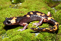 Large-blotched Ensatina