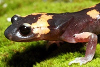 Large-blotched Ensatina