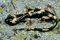 Large-blotched Ensatina