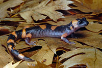 Large-blotched Ensatina