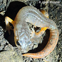 tailYellow-eyed Ensatina