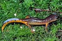 When threatened, Ensatina assume a defensive pose with their bodies raised up off the ground and their tails elevated. They release a white poisonous fluid from glands on their tail and head. 