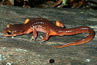 Monterey Ensatina