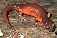 Ensatina