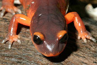 Monterey Ensatina