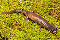 Limestone Salamander