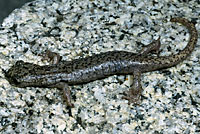 Mount Lyell Salamander