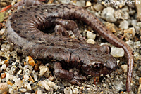 Mount Lyell Salamander s
