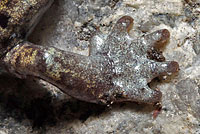 Mount Lyell Salamander foot
