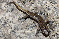 Mount Lyell Salamander 