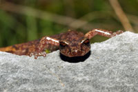 Shasta Salamander