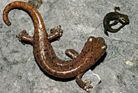 Shasta Salamanders